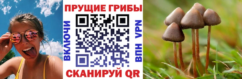 Псилоцибиновые грибы Magic Shrooms OMG сайт Нолинск сколько стоит